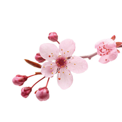 Huile parfumée au savon - lot de 3 - fleur de cerisier, pêche, lavande