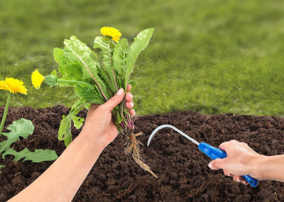 Root gripper with a grooved structure makes gardening easier