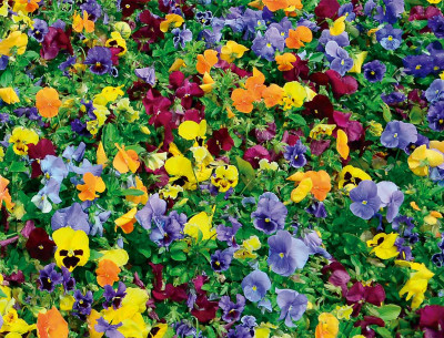 Bloemzaadmat met 39 soorten bloemen - gewoon uitrollen, water geven en laten groeien!